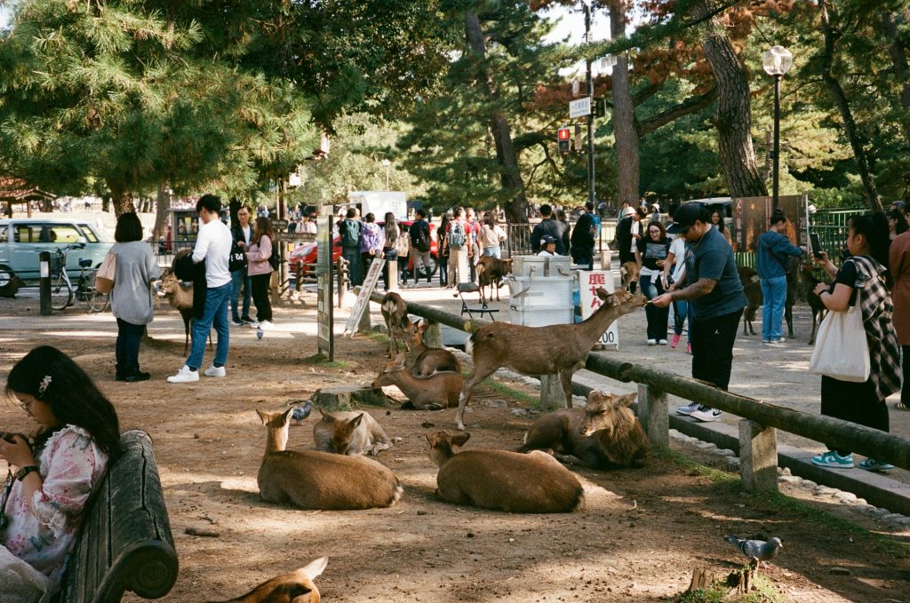 Nara (奈良市)