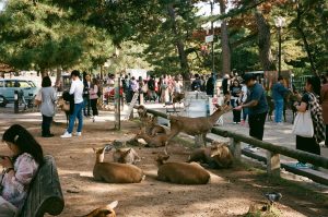 Nara (奈良市)