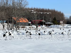 Tsurui (鶴居村)