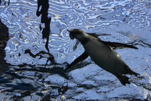 Acuario de Kioto (京都水族館)