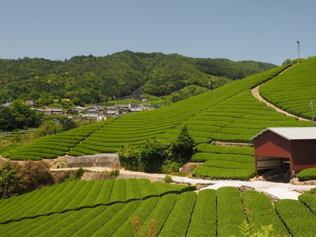 Wazuka (和束町)