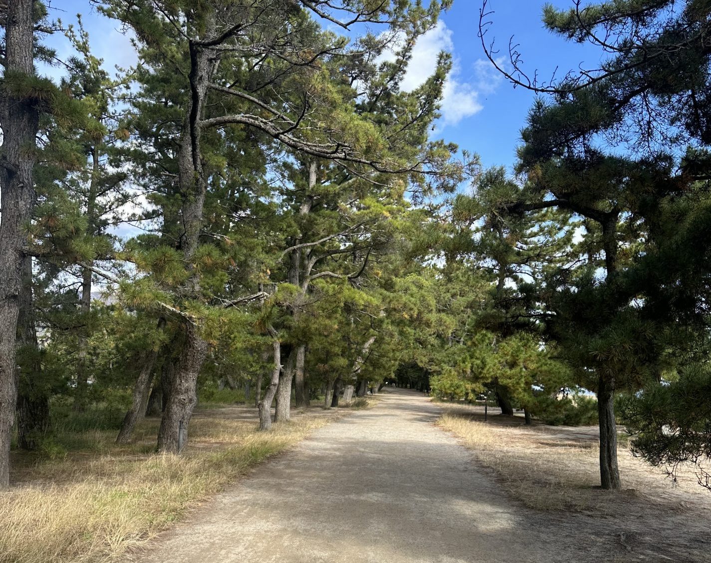 Imagen Amanohashidate