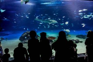 Acuario de Sunshine (サンシャイン水族館)