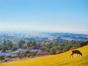 Monte Wakakusa (若草山)