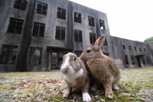 Isla Okunoshima (大久野島)