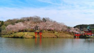 Parque de Ueno (Shōbara) (上野公園の桜)