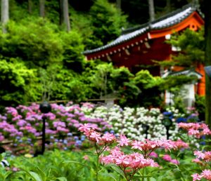 Templo Mimuroto-ji (三室戸寺)