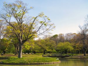 Parque Yoyogi (代々木公園)