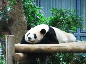 Zoológico de Ueno (上野動物園)