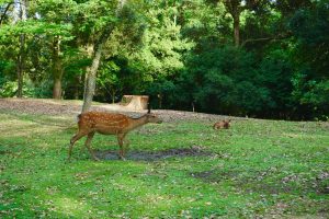 Parque de Nara (奈良公園)