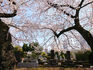 Cementerio de Aoyama (青山霊園)