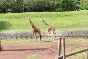 Chiba Zoological Park (千葉市動物公園)