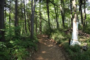 Bosque de Totoro (トトロの森 1号地)
