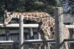 Gunma Safari Park (群馬サファリパーク)
