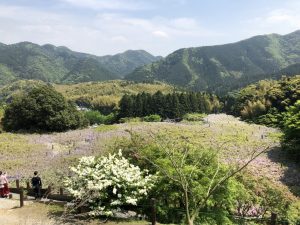 Jardín Kawachi Fujien (河内藤園)