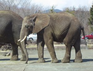 Fuji Safari Park (富士サファリパーク)