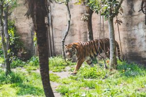 Zoológico de Yagiyama (八木山動物公園)