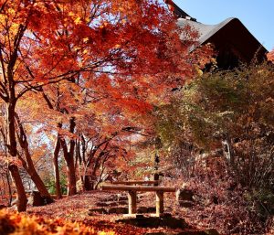 Templo Seisuiji (清水寺（せいすいじ))