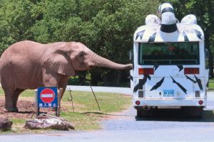 Akiyoshidai Safari Land (秋吉台自然動物公園サファリランド)