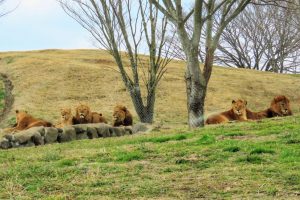 Kyushu Wildlife Park African Safari (九州自然動物公園 アフリカンサファリ)
