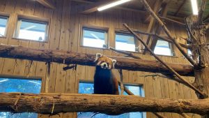 Izu Shaboten Zoo (伊豆シャボテン動物公園)