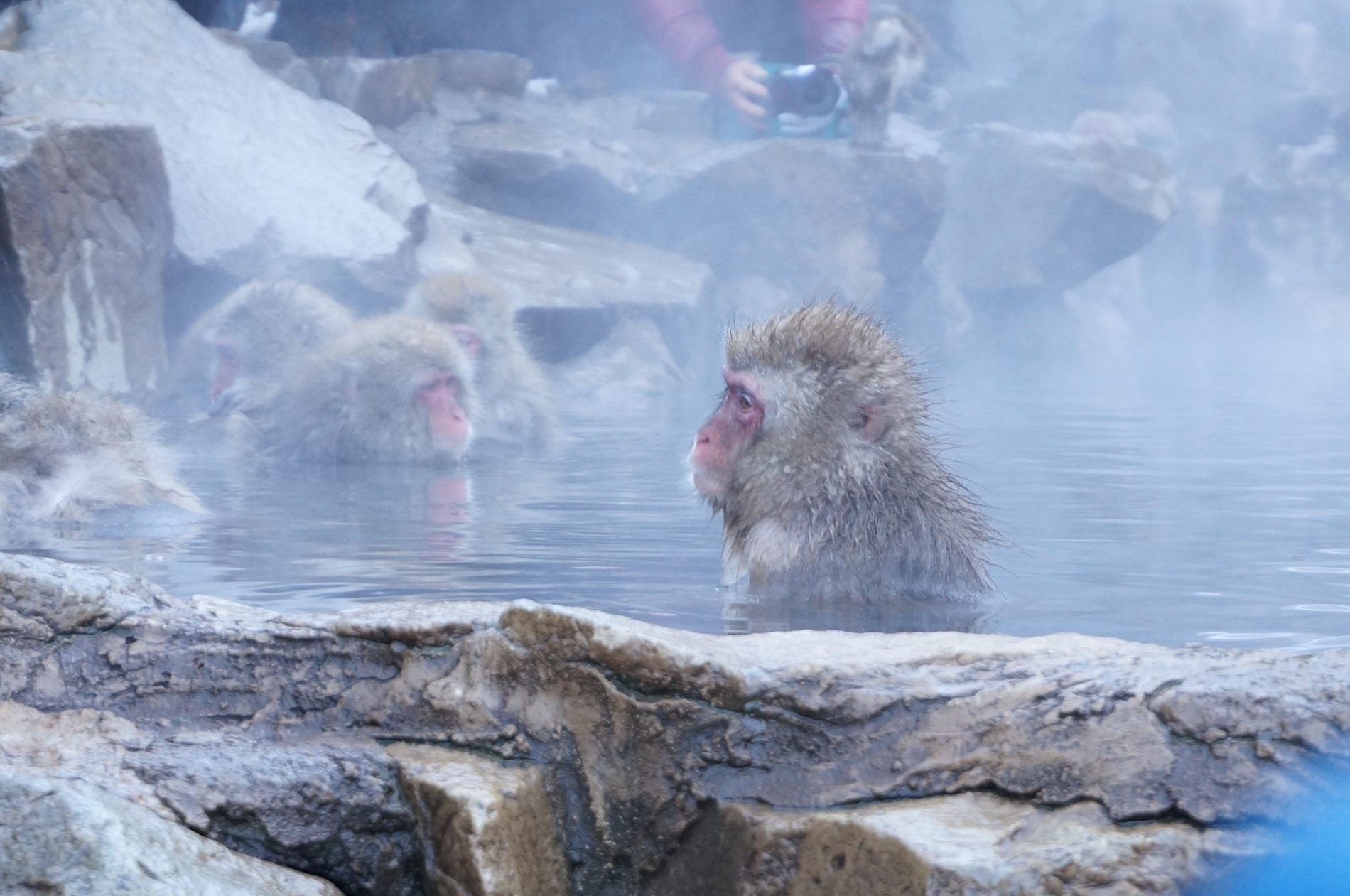 Imagen Jigokudani Monkey Park (地獄谷野猿公苑)
