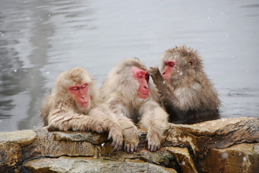 Jigokudani Monkey Park (地獄谷野猿公苑)