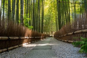 Bosque de bambú Hokokuji (報国寺 竹林)