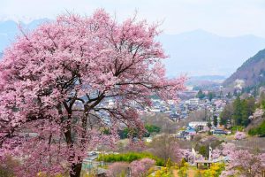 Parque de Takato Castle (高遠城址公園)