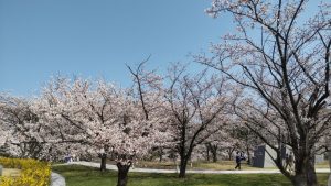 Parque Hakusan (白山公園)
