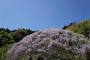 Jardín de glicinias Kawachi Fujien (河内藤園)