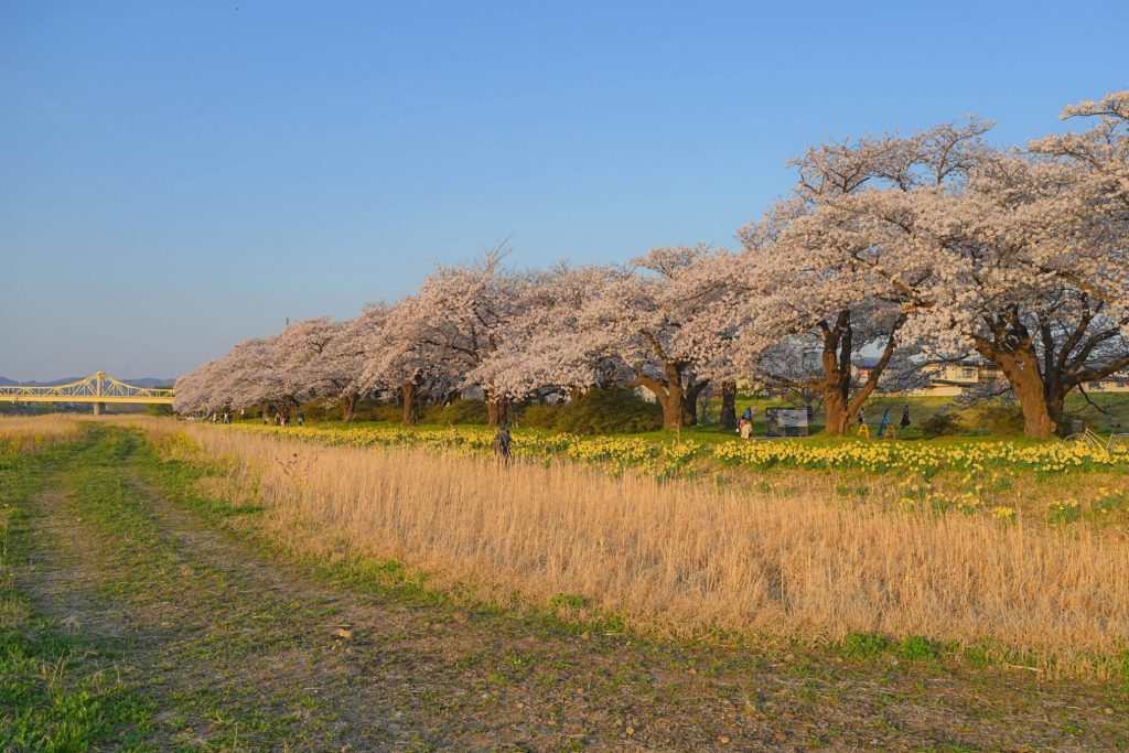 Parque Kitakami Tenshōchi (北上市立公園展勝地)