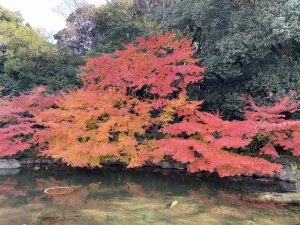 Jardín Tokugawa (徳川園)