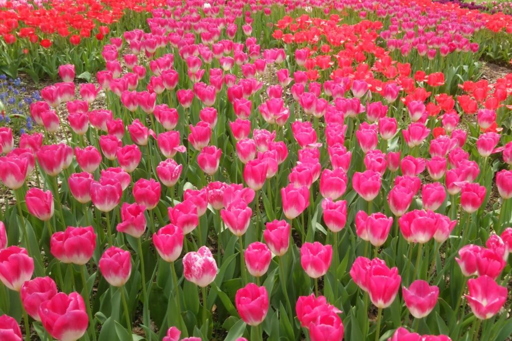 Jardín Botánico de Kyoto (京都府立植物園)