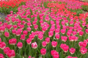 Jardín Botánico de Kyoto (京都府立植物園)