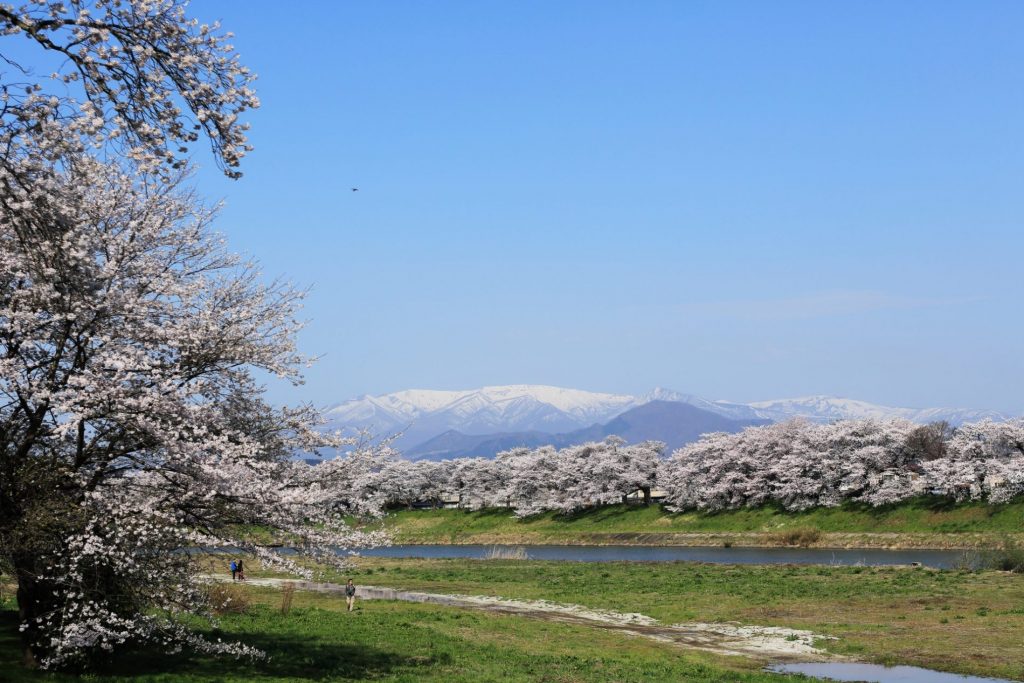 Shiroishi Riverside (白石川堤一目千本桜)