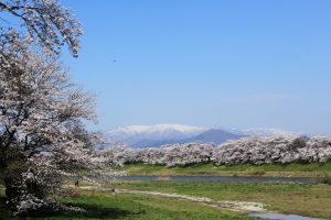 Shiroishi Riverside (白石川堤一目千本桜)