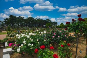 Parque Shikishima (群馬県立敷島公園)