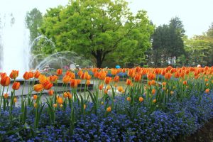 Parque de tulipanes de Tonami (砺波チューリップ公園)