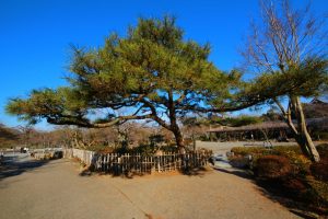 Parque de Arashiyama (嵐山公園 中之島地区)