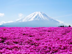 Festival Fuji Shibazakura (富士芝桜まつり