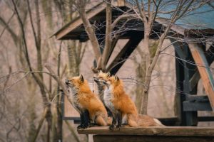 Miyagi Zao Fox Village (宮城蔵王キツネ村)