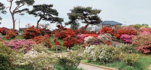 Parque Tsutsujigaoka (つつじが岡公園)