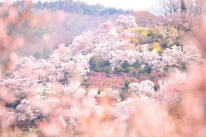 Parque Hanamiyama (花見山公園)