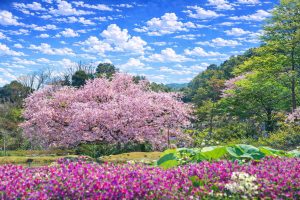 Jardín Botánico de Makino  (高知県立牧野植物園)