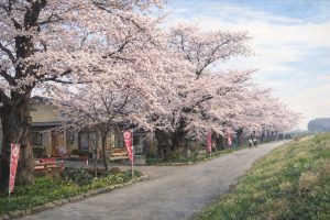 Mogami River Cherry Line (最上川桜づつみ)