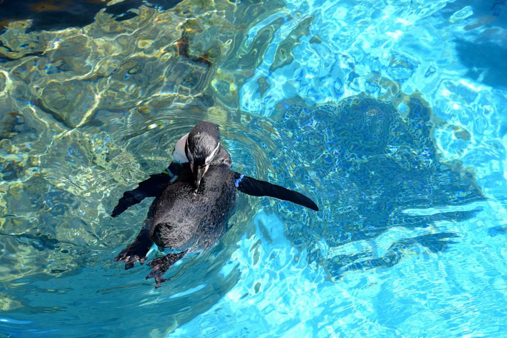 Aqua World Oarai Ibaraki (アクアワールド大洗)