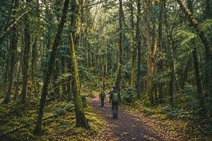 Bosque Aokigahara (青木ヶ原樹海)