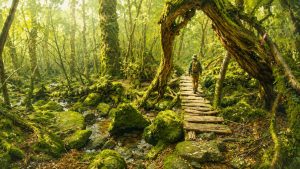 Isla de Yakushima (屋久島)